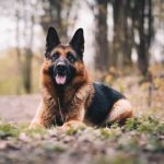Best Shock Collar for German Shepherd 2024: Reviews + Buying Guide