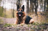 Best Shock Collar for German Shepherd 2024: Reviews + Buying Guide