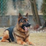 PetSpy P620 Dog Training Shock Collar Review